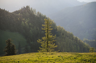 Scenic view of trees on mountains