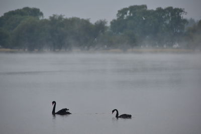 Swans swimming in lake