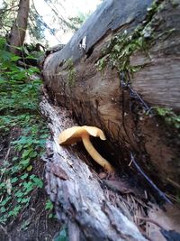 High angle view of mushrooms growing on tree trunk in forest