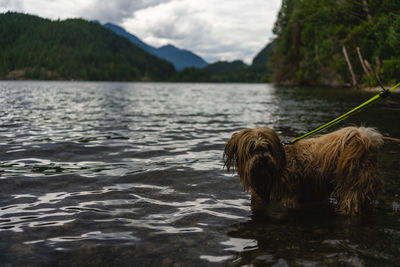 Dog in a lake