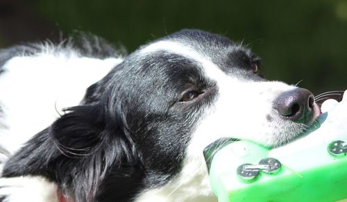 Close-up of border collie dog