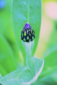 Close-up of a cornflower bud