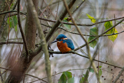 bird