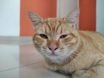 Close-up portrait of a cat at home