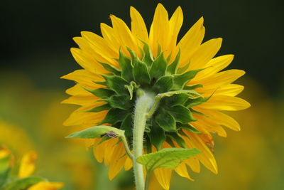 Close-up of sunflower on plant