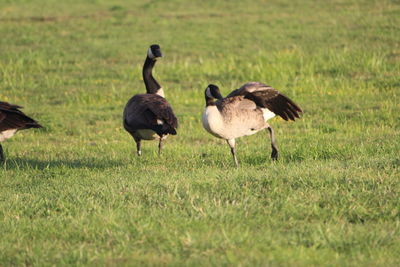 Flock of birds on field