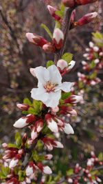 Close-up of white cherry blossom tree