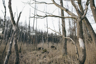 Close-up of bare tree in forest