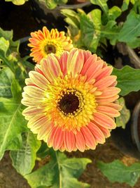 Close-up of flower blooming outdoors