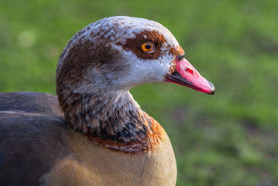 Close-up of bird