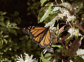 Close-up of butterfly pollinating on flower