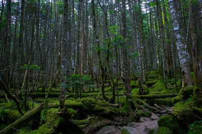 Trees growing in forest