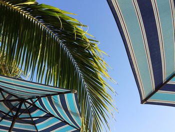 Low angle view of palm leaves and beach umbrellas against clear sky