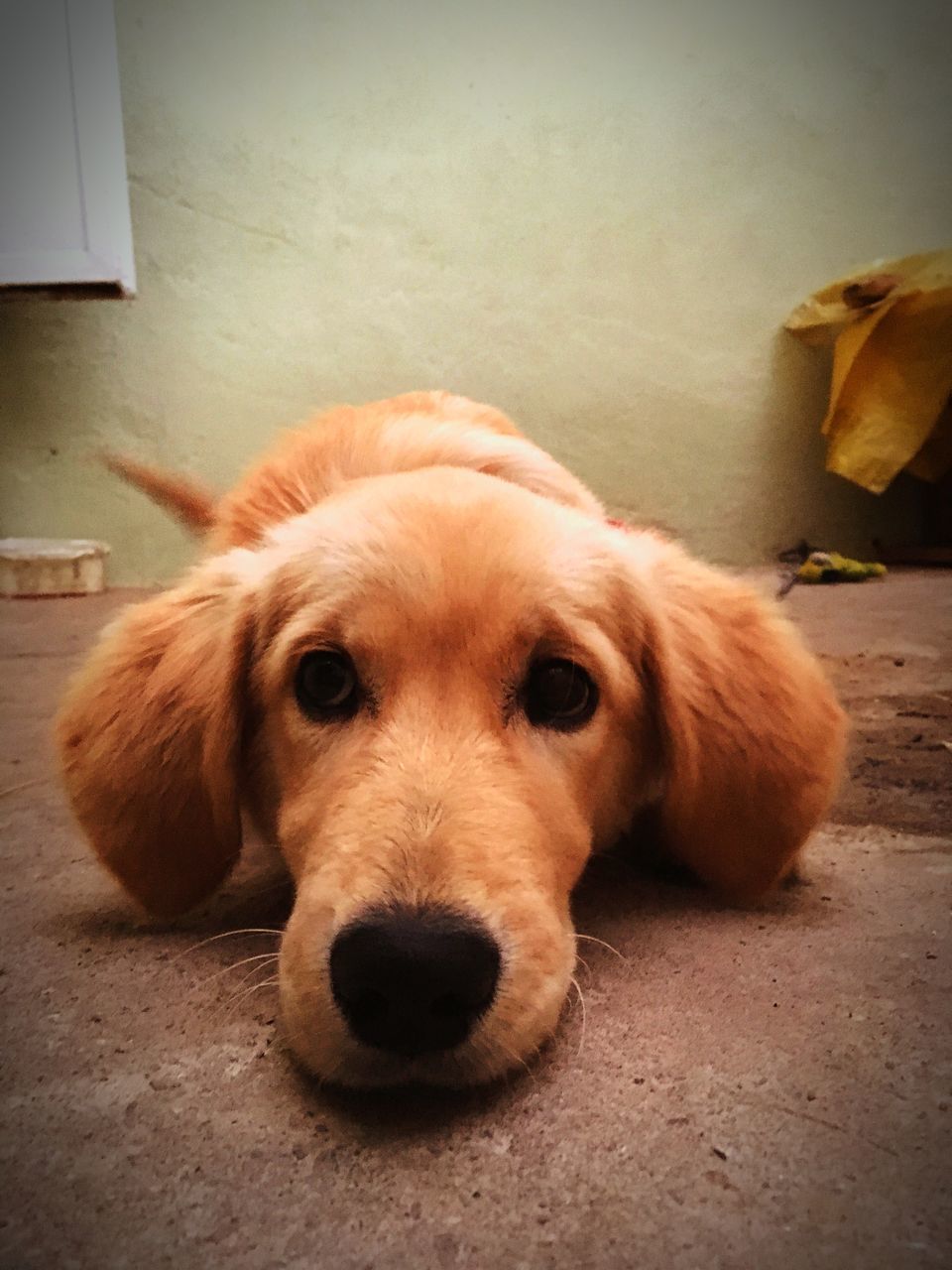 animal themes, domestic animals, pets, one animal, dog, portrait, close-up, looking at camera, mammal, relaxation, animal head, indoors, zoology, resting, loyalty, brown, animal, lying down, pampered pets, animal nose, day, snout, no people, focus on foreground, laziness