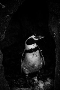 Close-up of penguin on rock