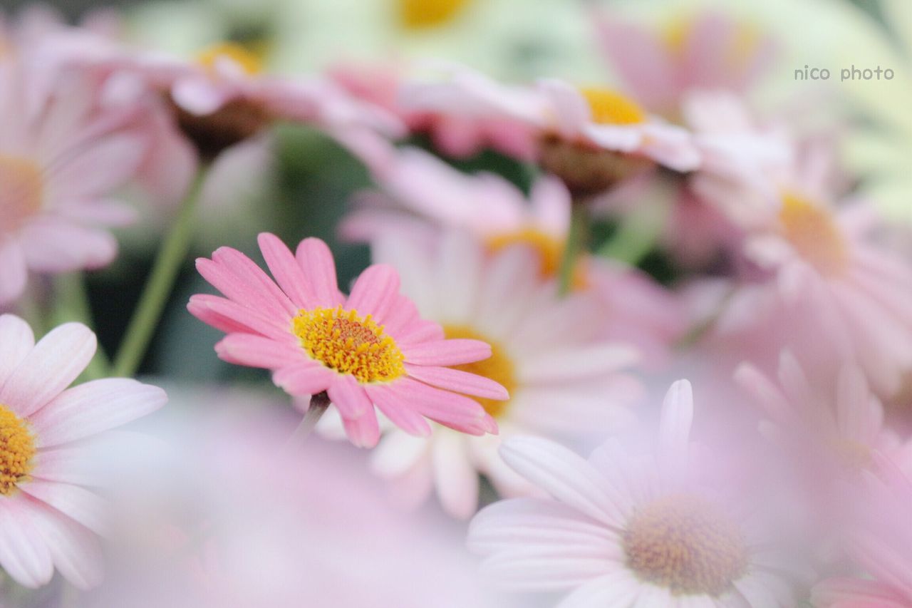 flowering plant, flower, vulnerability, fragility, freshness, beauty in nature, plant, petal, close-up, flower head, growth, inflorescence, selective focus, pink color, pollen, no people, day, nature, outdoors, focus on foreground