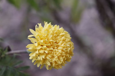 Close-up of yellow flower