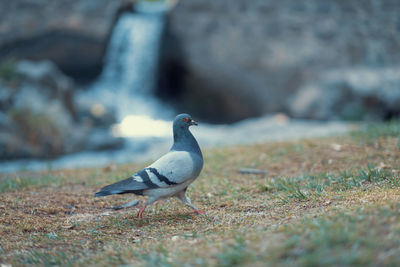 Pigeon walking on the grass