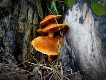 Close-up of mushroom growing on tree trunk