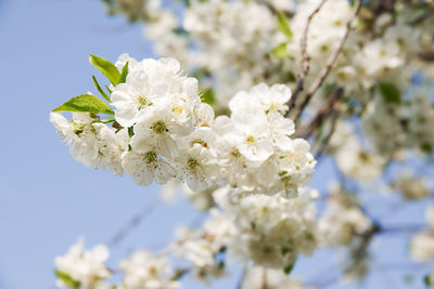 Close-up of white cherry blossom tree