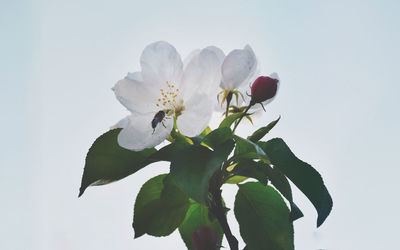 Close-up of white flowering plant against clear sky