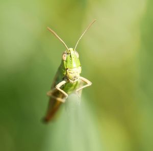 Close-up of insect