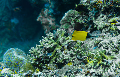 View of fish swimming in sea