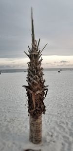 Close-up of dead tree on beach against sky