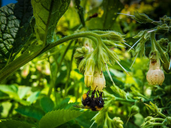 Close-up of bee on flower