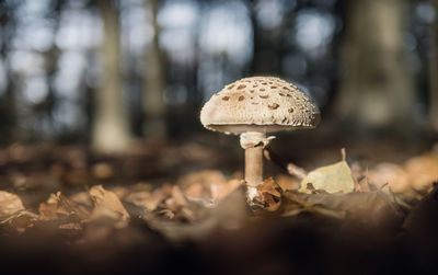 Close-up of mushroom growing on field