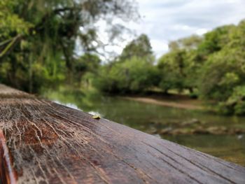 Close-up of lizard on wood