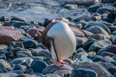 Close-up of birds on pebbles at beach