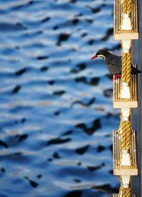 Close-up of bird perching on the sea