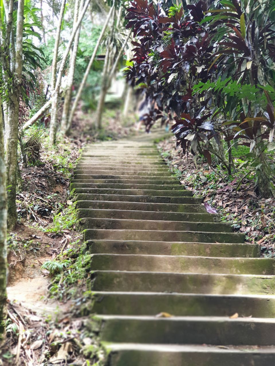 EMPTY FOOTPATH IN FOREST