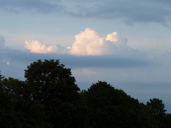 Low angle view of trees against sky