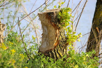 Close-up of tree trunk on field