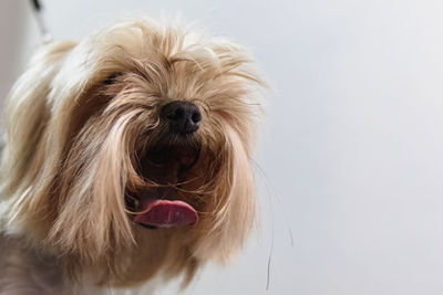 Close-up of dog against white background