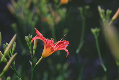 Close-up of red flower