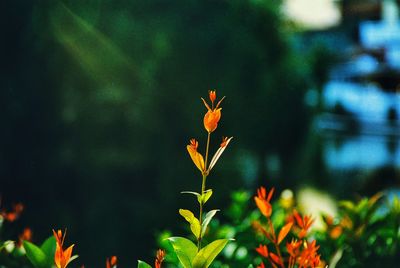 Close-up of orange flowering plant