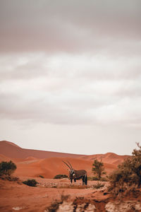 Side view of horse on landscape against sky