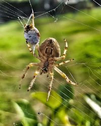 Close-up of spider on web