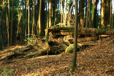 Trees growing on field in forest