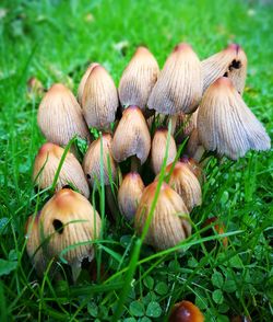 Close-up of mushrooms growing on field