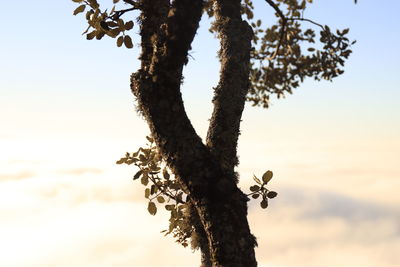 Low angle view of tree against sky