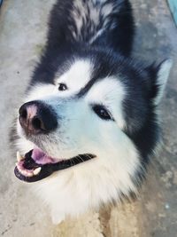 High angle view of dog on street