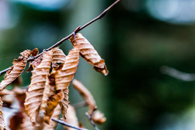 Close-up of lizard on plant