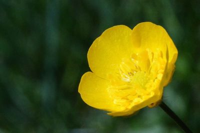 Close-up of yellow flower