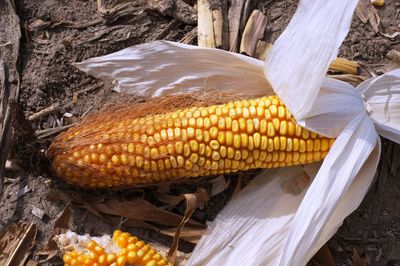 High angle view of corn