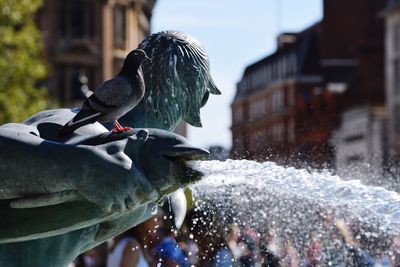 Close-up of pigeon perching on fountain