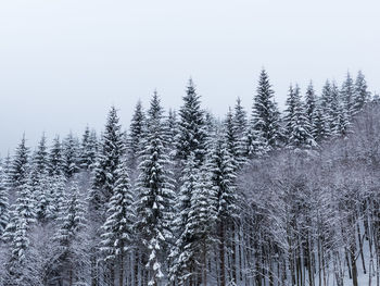 Snow covered trees in winter